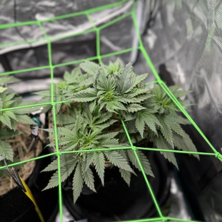 Papaya Bang Bang #2 - Exotic Genetix