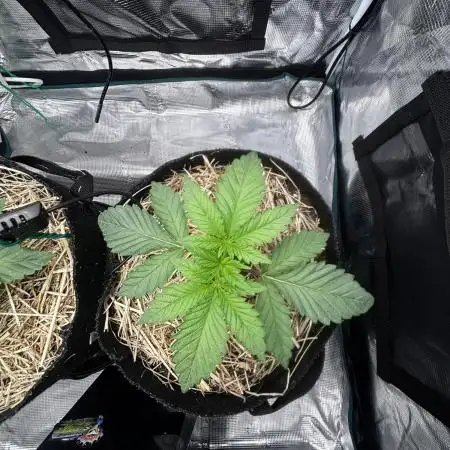 Papaya Bang Bang #1 - Exotic Genetix