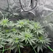 Papaya Bang Bang #2 - Exotic Genetix