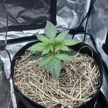 Papaya Bang Bang #1 - Exotic Genetix