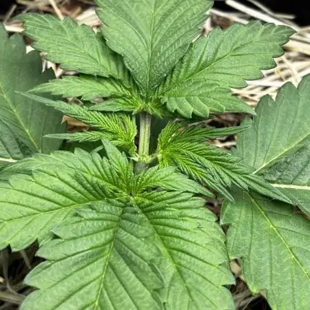 Papaya Bang Bang #2 - Exotic Genetix