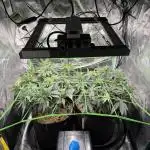 Papaya Bang Bang #1 - Exotic Genetix