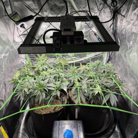 Papaya Bang Bang #1 - Exotic Genetix