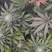 Papaya Bang Bang #1 - Exotic Genetix