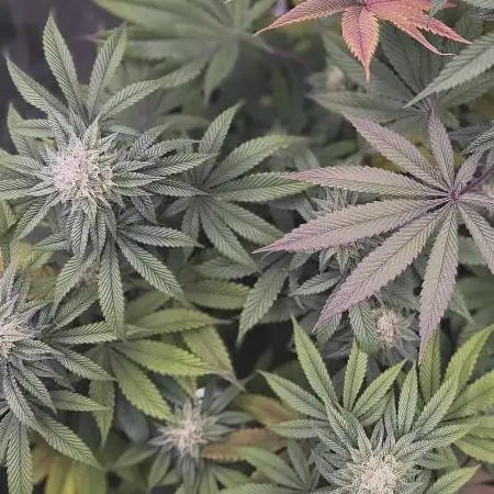 Papaya Bang Bang #1 - Exotic Genetix