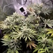 Papaya Bang Bang #1 - Exotic Genetix