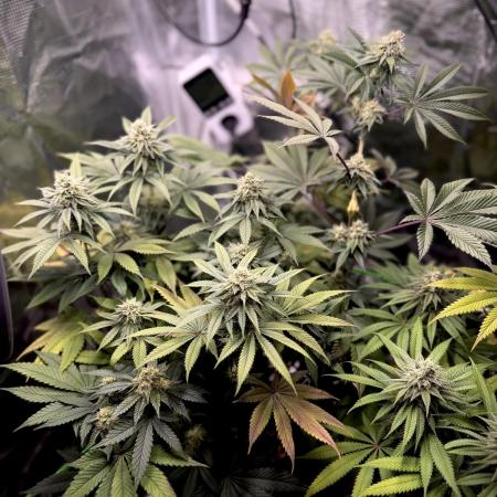 Papaya Bang Bang #1 - Exotic Genetix