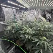 Papaya Bang Bang #1 - Exotic Genetix