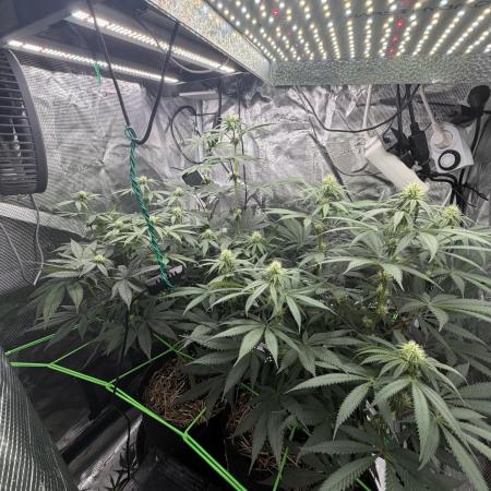 Papaya Bang Bang #1 - Exotic Genetix