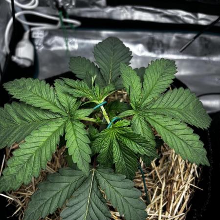 Papaya Bang Bang #1 - Exotic Genetix