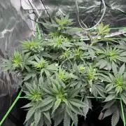 Papaya Bang Bang #1 - Exotic Genetix