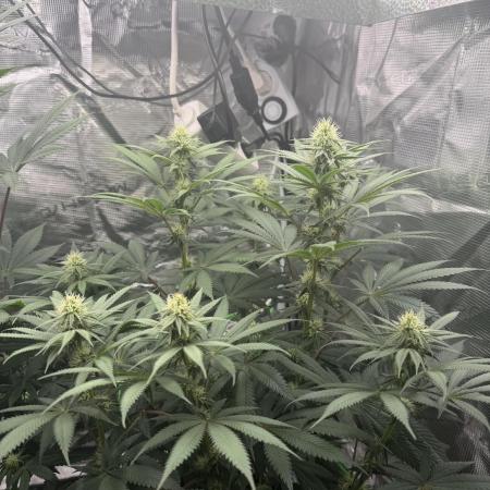 Papaya Bang Bang #2 - Exotic Genetix