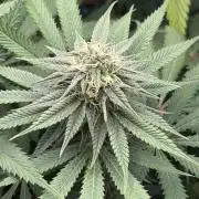 Papaya Bang Bang #2 - Exotic Genetix