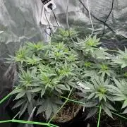 Papaya Bang Bang #1 - Exotic Genetix