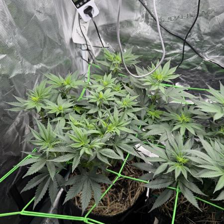 Papaya Bang Bang #1 - Exotic Genetix