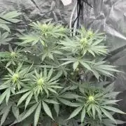 Papaya Bang Bang #2 - Exotic Genetix