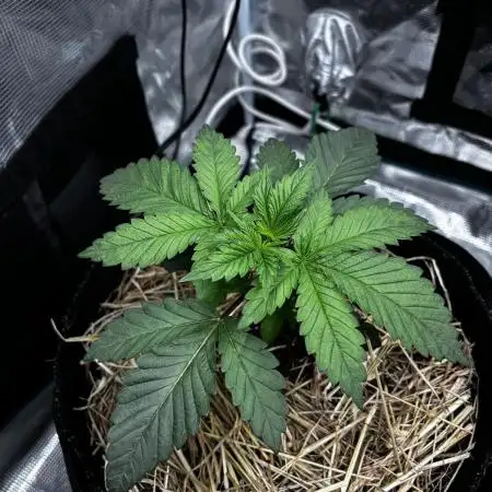 Papaya Bang Bang #1 - Exotic Genetix