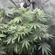 Papaya Bang Bang #2 - Exotic Genetix