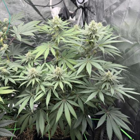 Papaya Bang Bang #2 - Exotic Genetix