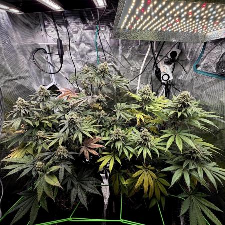 Papaya Bang Bang #1 - Exotic Genetix