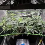 Papaya Bang Bang #2 - Exotic Genetix