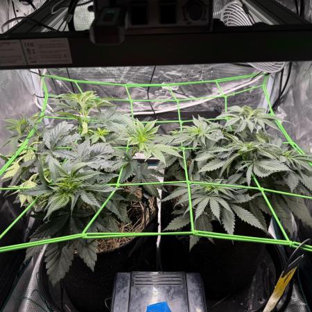 Papaya Bang Bang #2 - Exotic Genetix