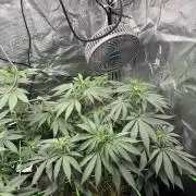 Papaya Bang Bang #2 - Exotic Genetix