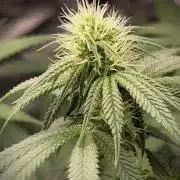 Papaya Bang Bang #2 - Exotic Genetix