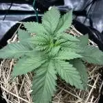 Papaya Bang Bang #2 - Exotic Genetix