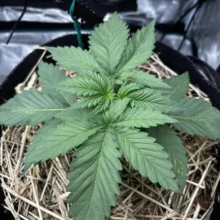 Papaya Bang Bang #2 - Exotic Genetix