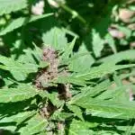 Bag seed x auto quarter pounder f2