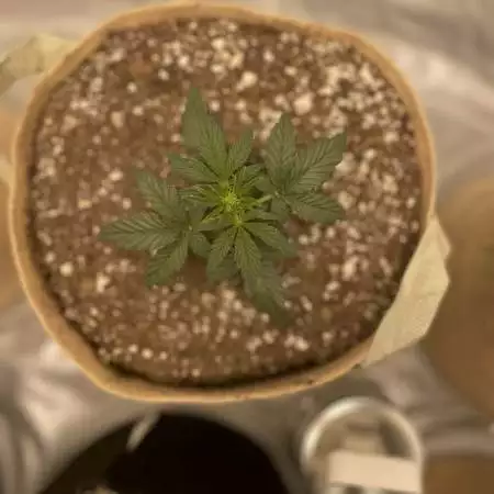 Wookie Special - Mephisto Genetics