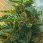 AMIRANI Autoflowering - ამირანი აუტო