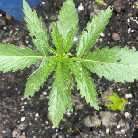 Biscotti Auto Outdoor UK
