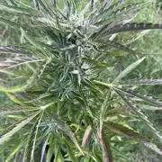😈MSNL Purple Punch Auto😈