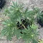 Neville’s Rose Outdoor comp