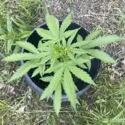 Critical Candy Auto