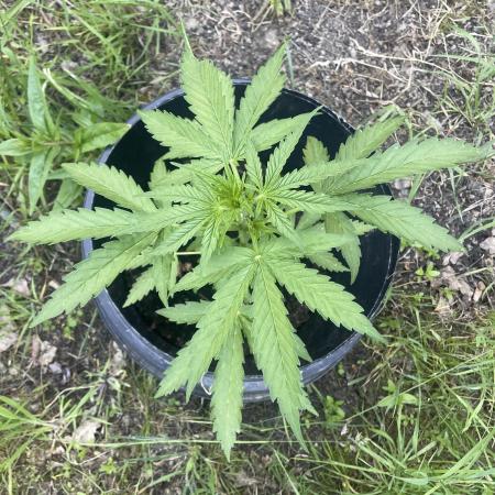 Critical Candy Auto