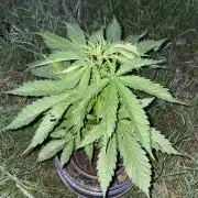 🍪 MSNL Gorilla Cookies Auto 🍪