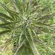 😈MSNL Purple Punch Auto😈