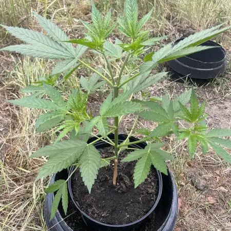 Neville’s Rose Outdoor comp