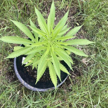 Shishka Lemonade 🍋 GHS Outdoor 🍋