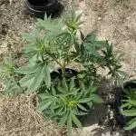 Neville’s Rose Outdoor comp
