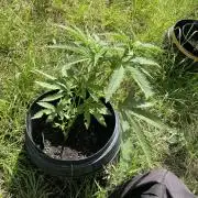 Biscotti Auto Outdoor UK