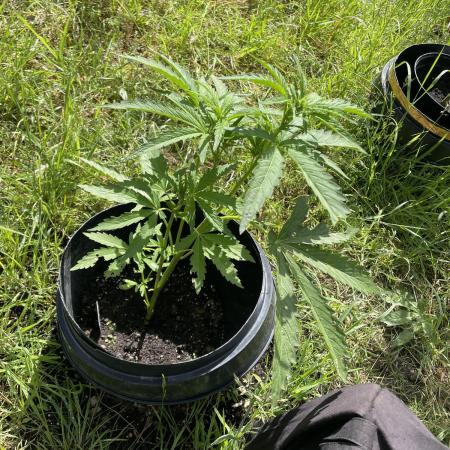 Biscotti Auto Outdoor UK