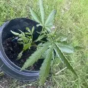 Biscotti Auto Outdoor UK