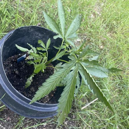 Biscotti Auto Outdoor UK