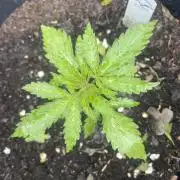 Critical Candy Auto