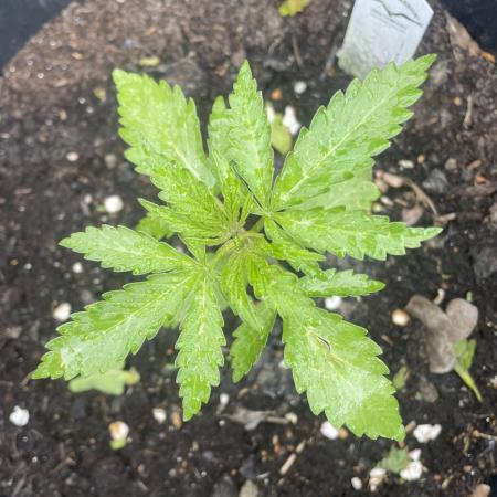 Critical Candy Auto