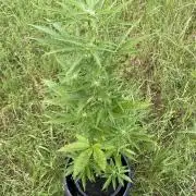😈MSNL Purple Punch Auto😈